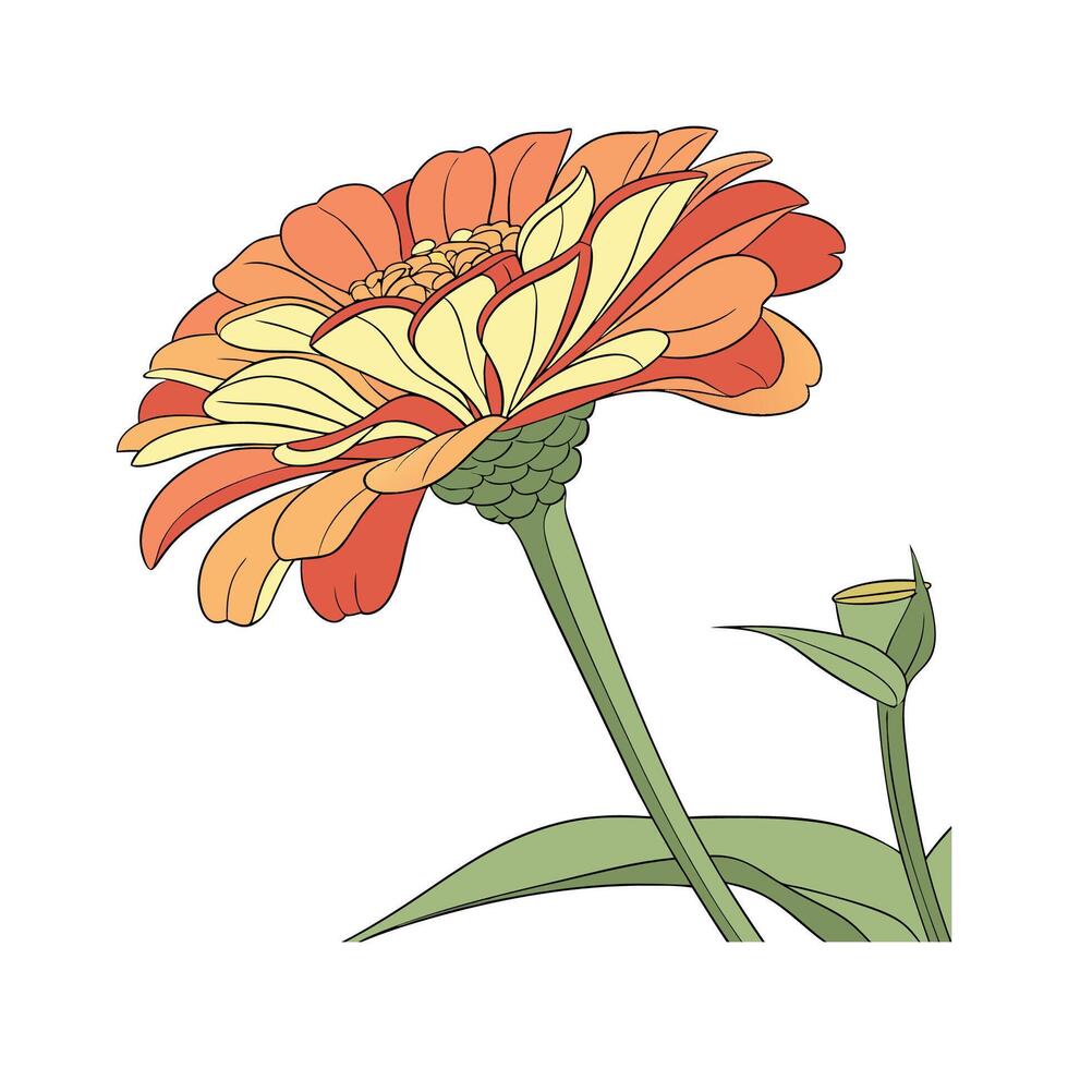 Lovely Zinnia Flower on Clean White vector