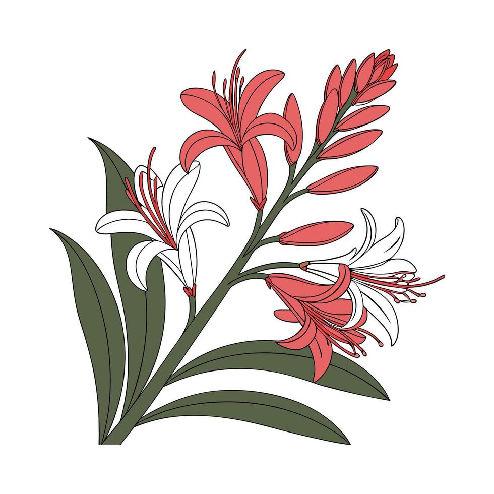 Lovely Alpinia Flower on Clean White Backdrop vector