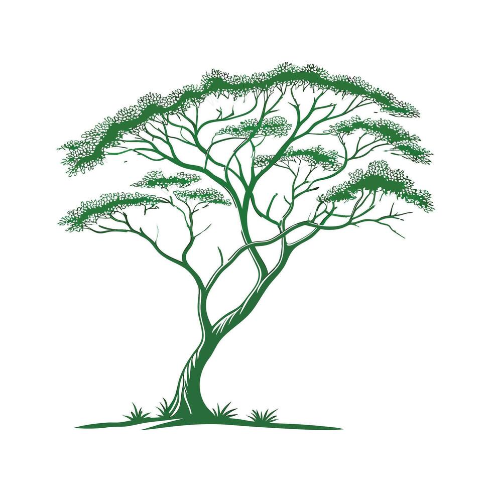 Charming Acacia Flower on White vector