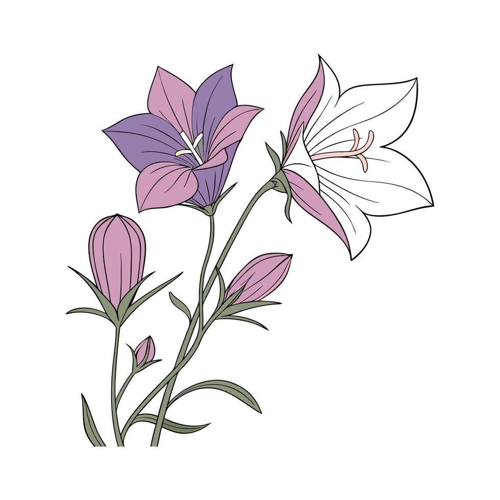 Charming Balloon Flower on White Background vector