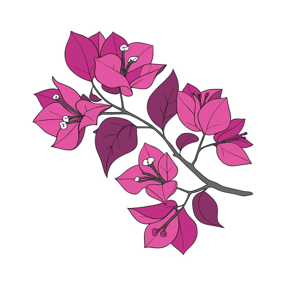 Charming Bougainvillea on White vector
