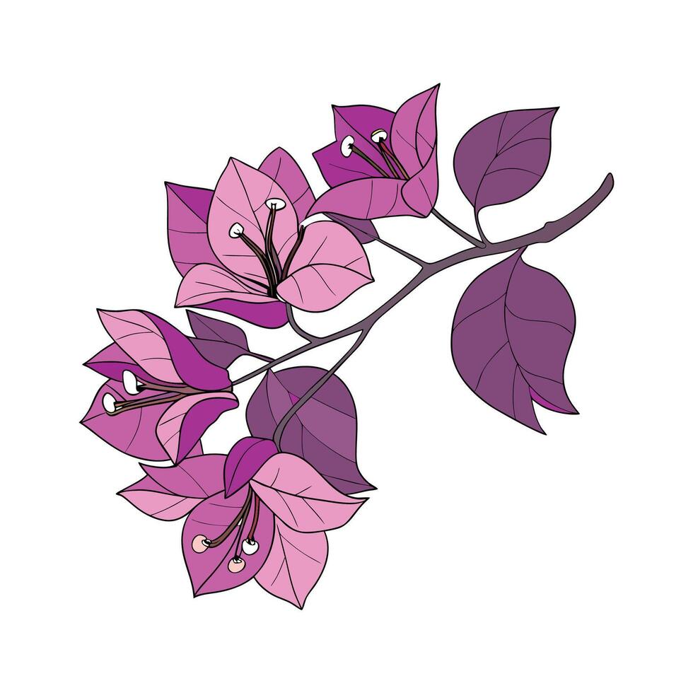 Lovely Bougainvillea Flower on Clean White vector