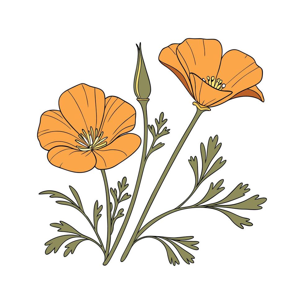 Beautiful California Poppy on Clean White vector