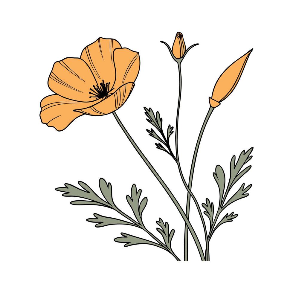 Lovely California Poppy on White Background vector