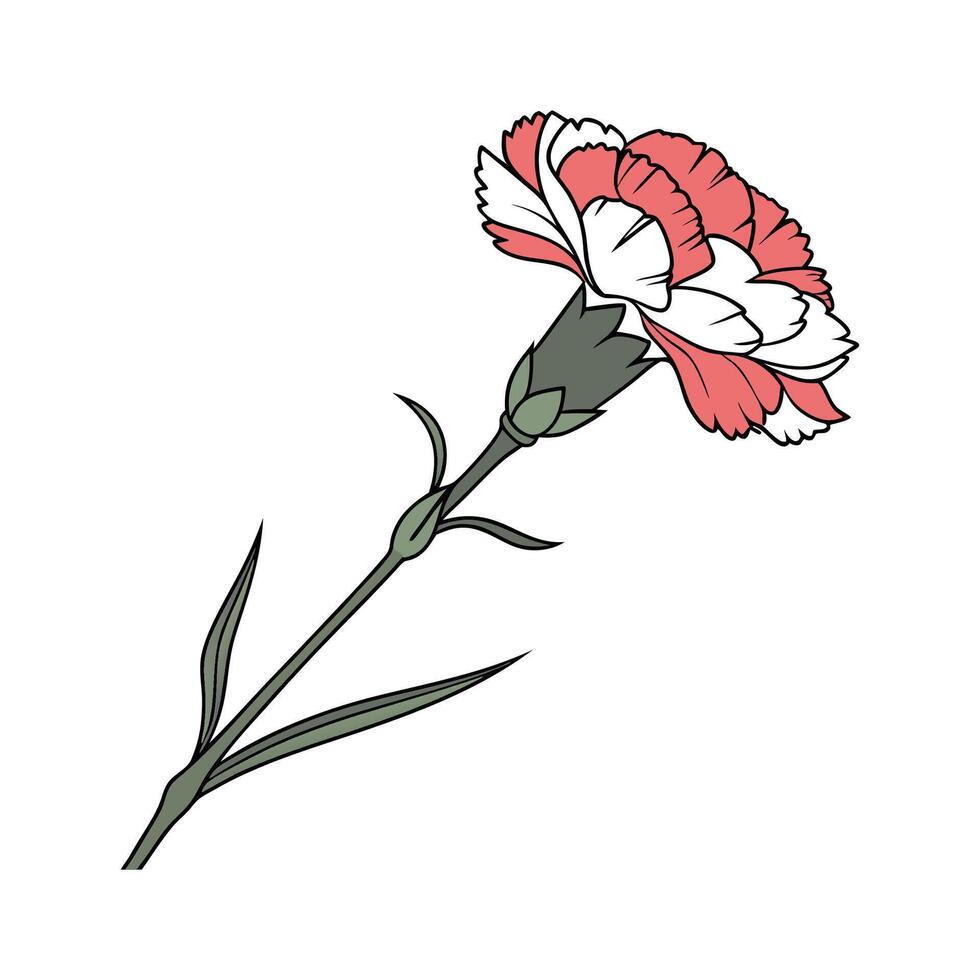 Lovely Carnation Flower on Clean White vector