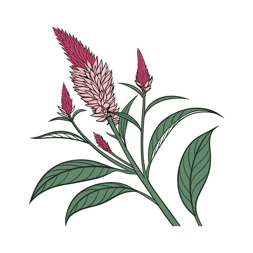 Charming Celosia Flower on White vector