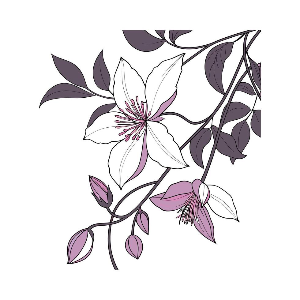Lovely Clematis Flower on Clean White vector