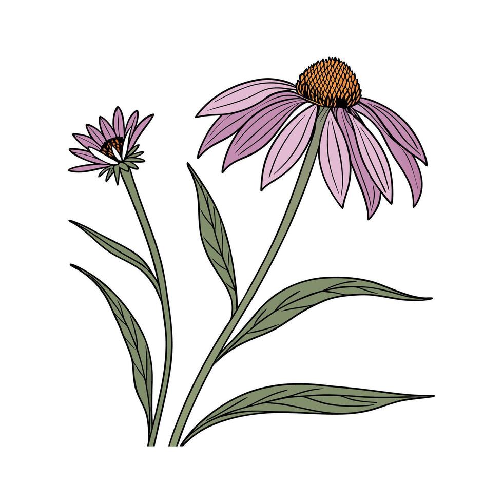 Exquisite Echinacea Flower on White vector