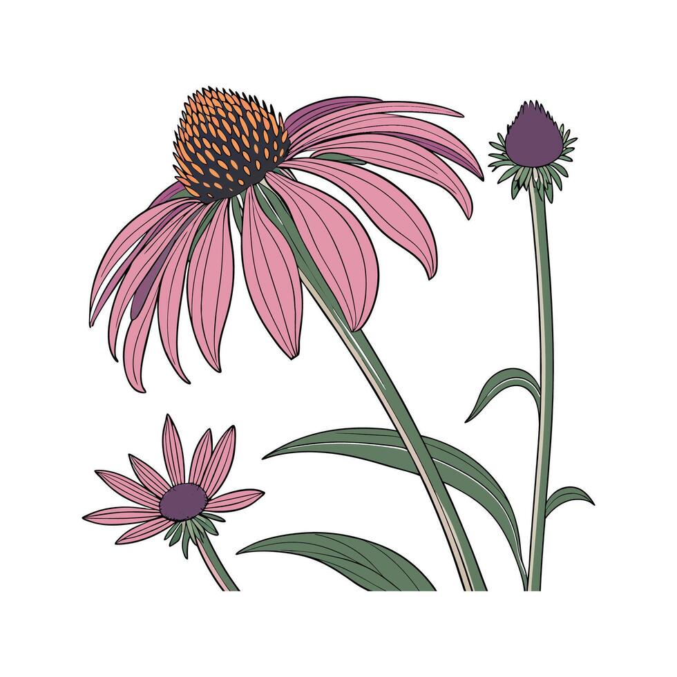 Beautiful Echinacea Flower on Clean White vector