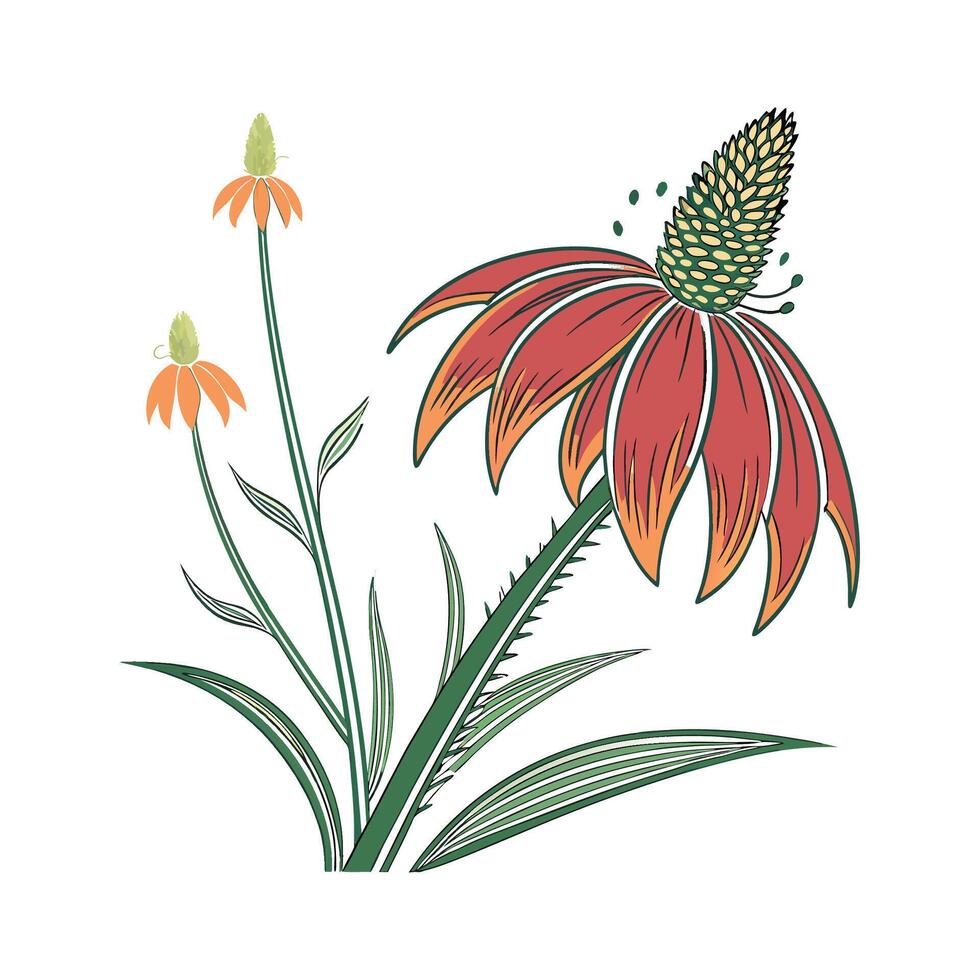 Beautiful Mexican Hat Flower on White vector