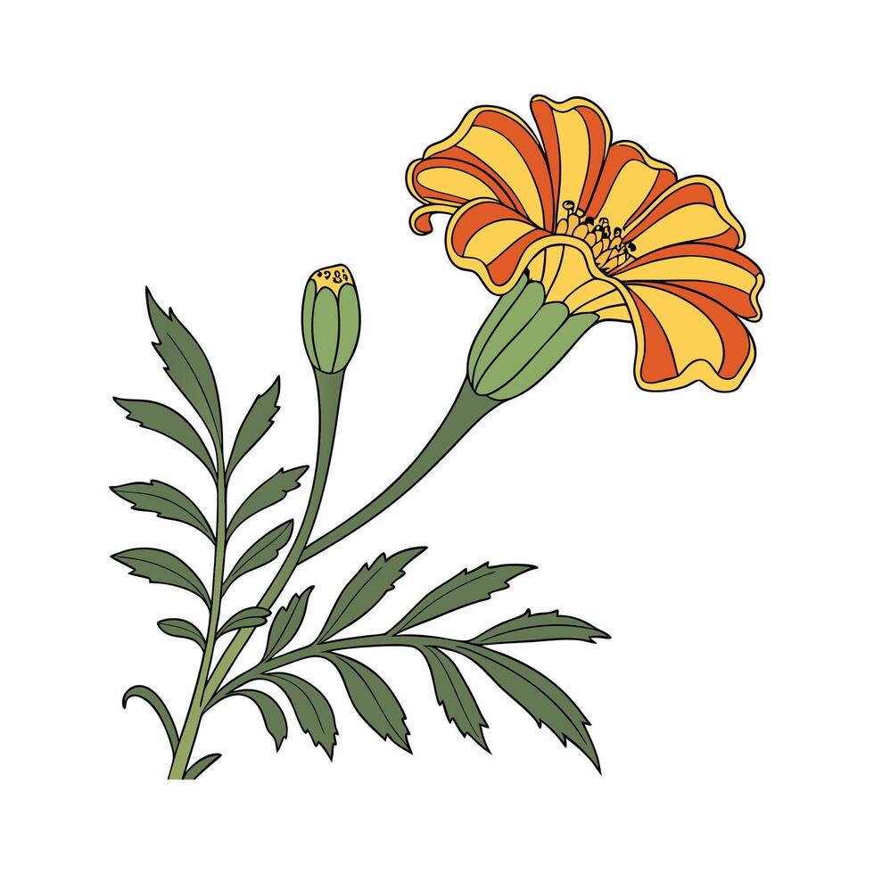Charming Marigold Flower on White vector