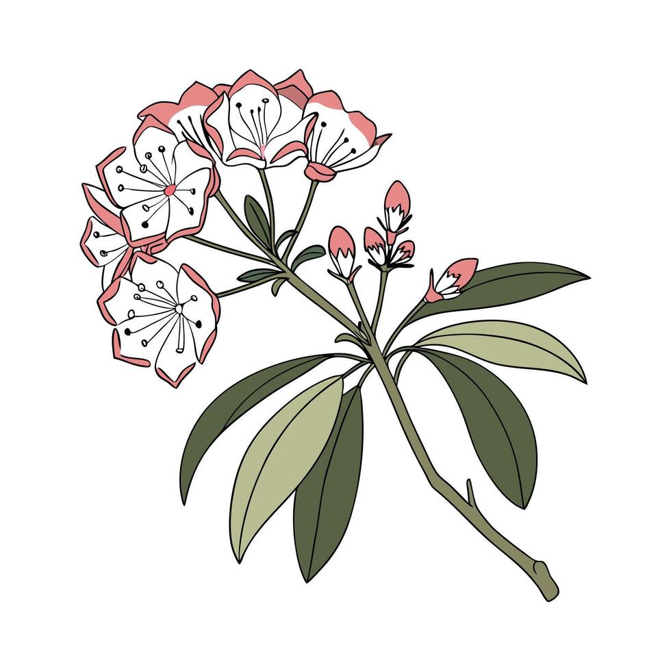 Exquisite Mountain Laurel Flower on White vector