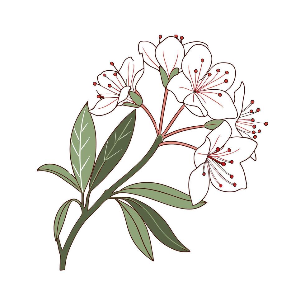 Charming Mountain Laurel Flower on White vector