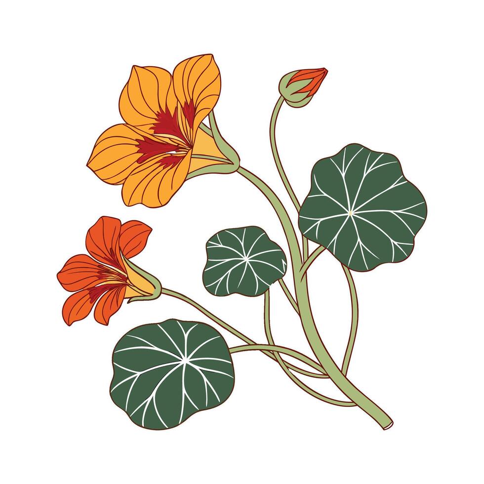 Charming Nasturtium Flower on White vector