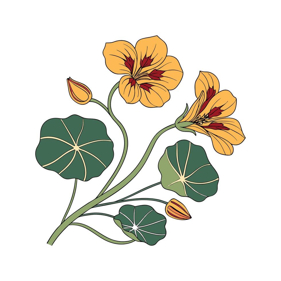 Lovely Nasturtium Flower on Clean White vector