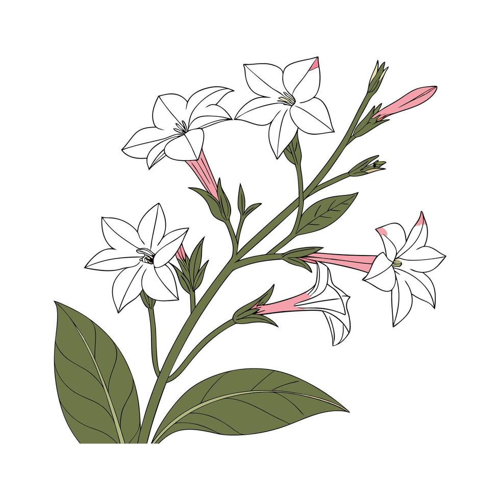 Beautiful Nicotiana Flower on Clean White vector