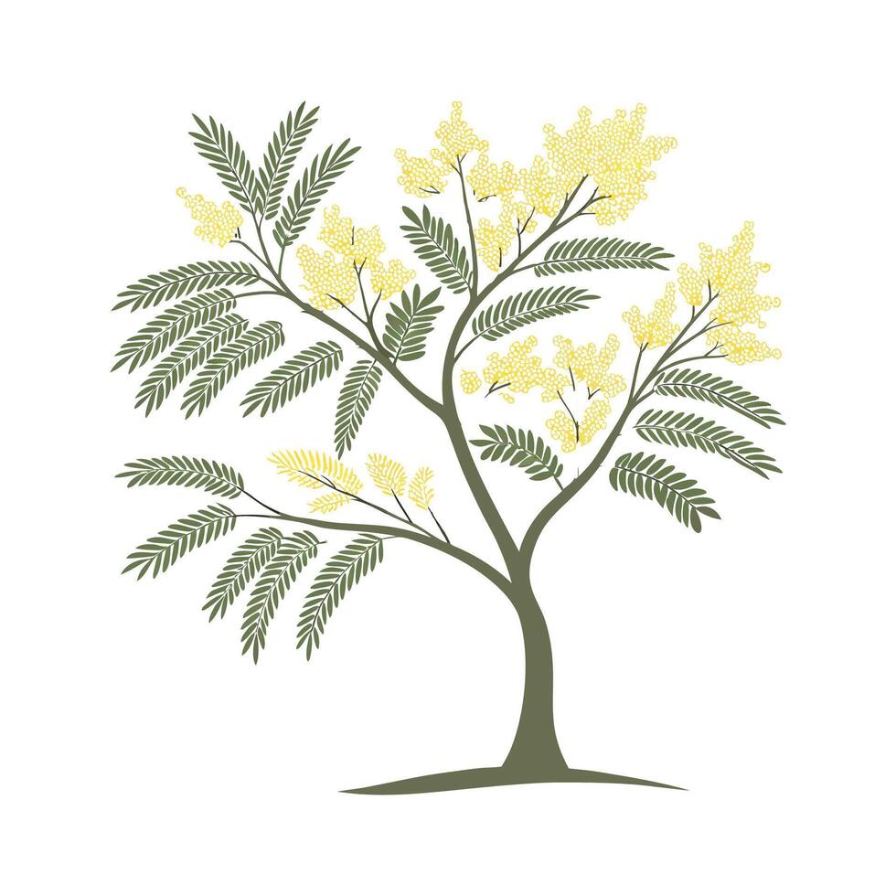 Lovely Mimosa Flower on Clean White vector