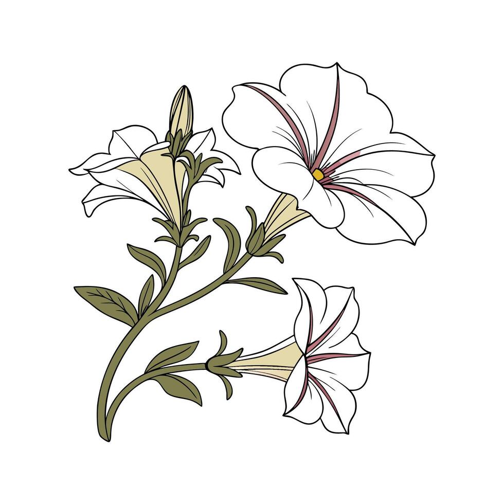 Lovely Petunia Flower on White vector