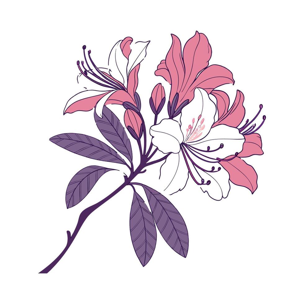 Beautiful Rhododendron Flower on Clean White vector