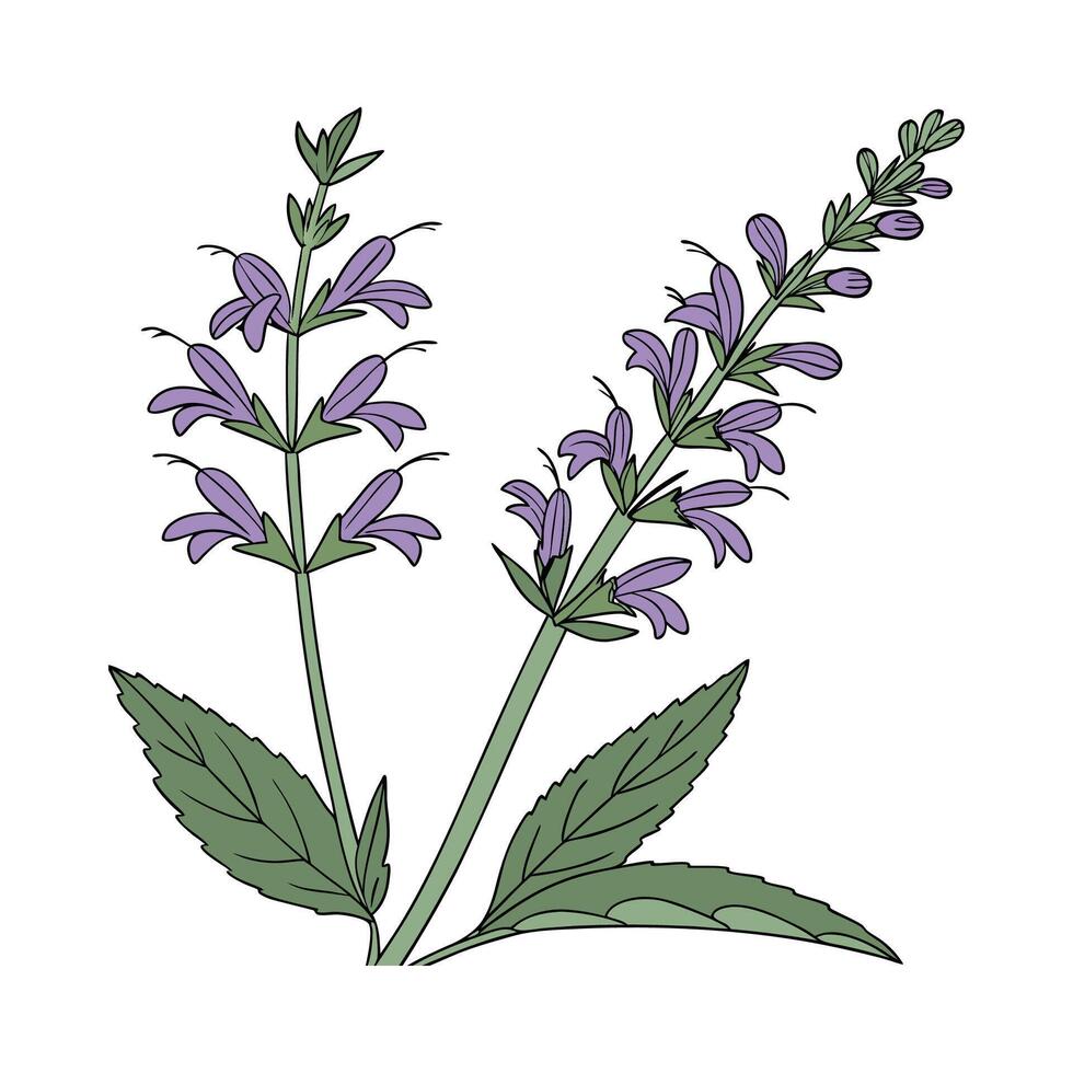 Charming Salvia Flower on Clean White vector