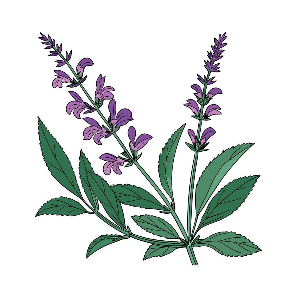 Beautiful Salvia Flower on White vector