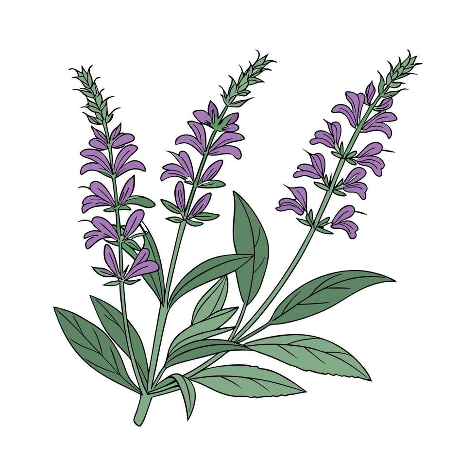 Exquisite Salvia Flower on White vector