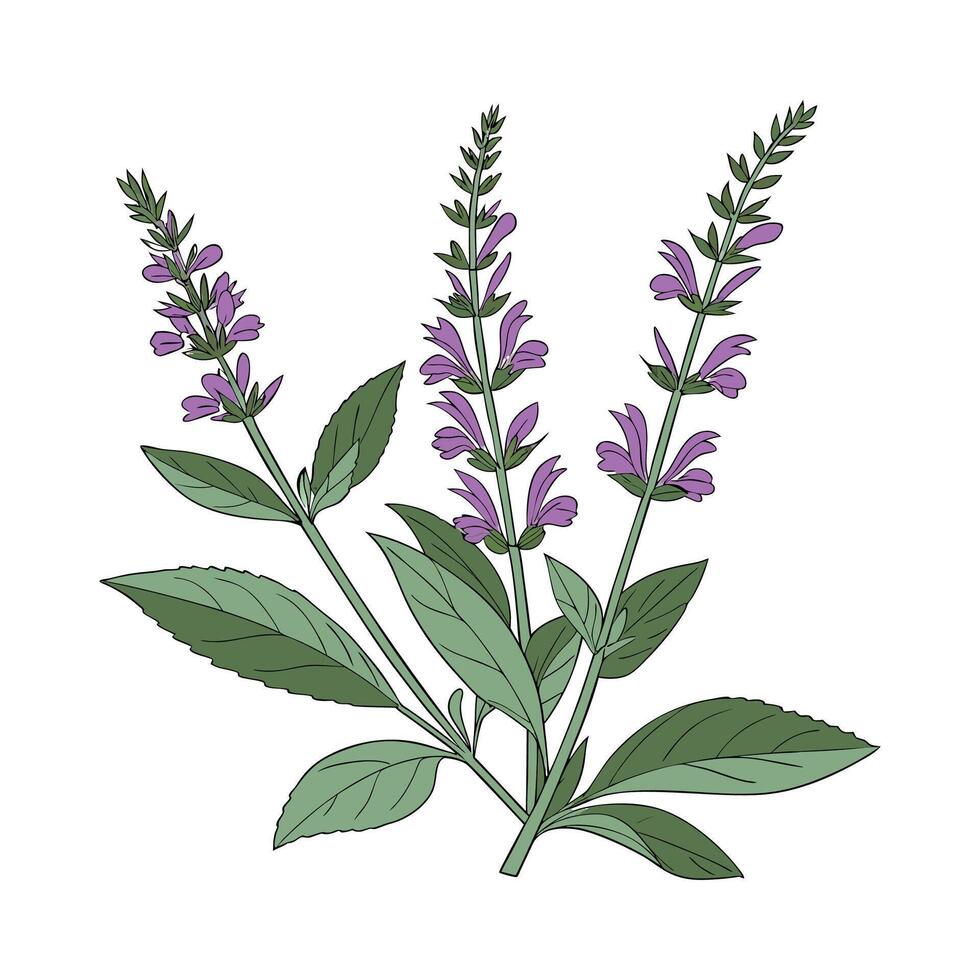 Lovely Salvia Flower on Clean White vector