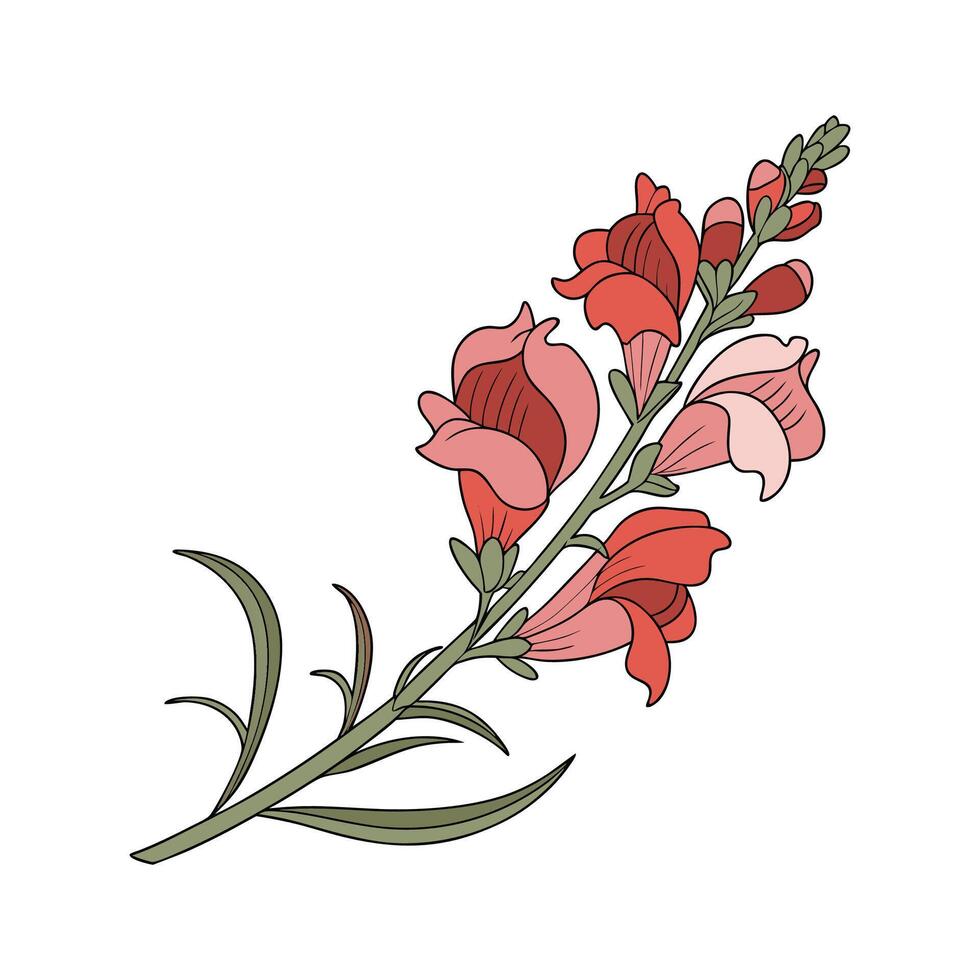 Charming Snapdragon Flower on White vector