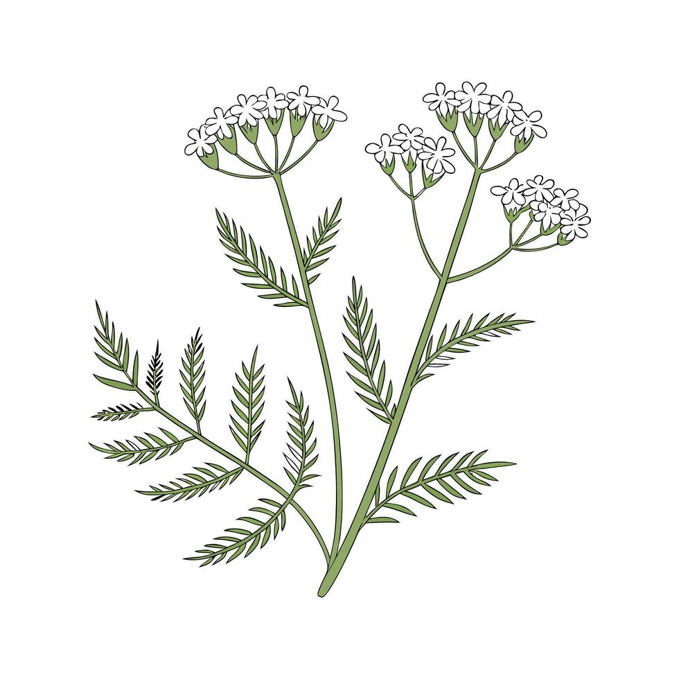 Beautiful Yarrow Flower on Clean White vector
