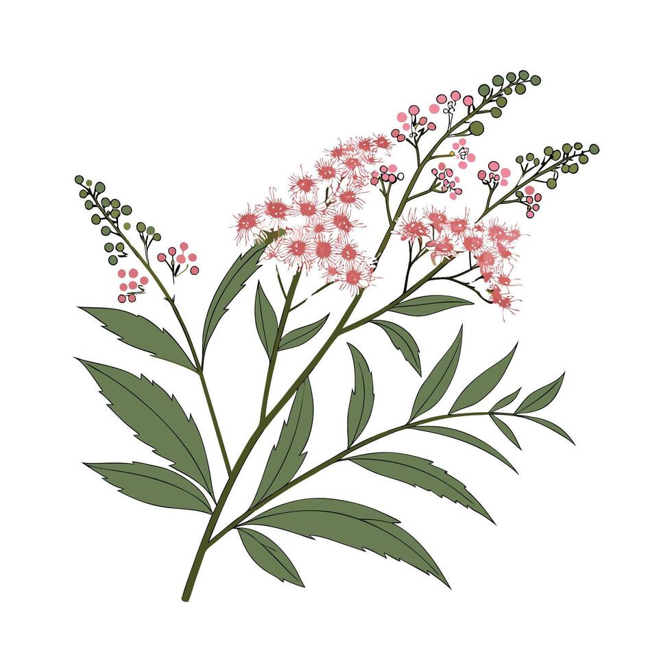 Lovely Spiraea Flower on White vector