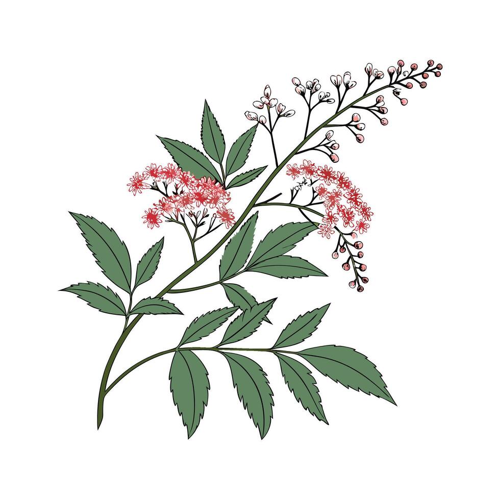 Beautiful Spiraea Flower on White vector