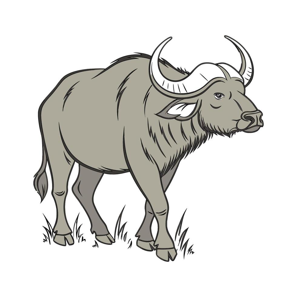 Charming Water Buffalo on White vector