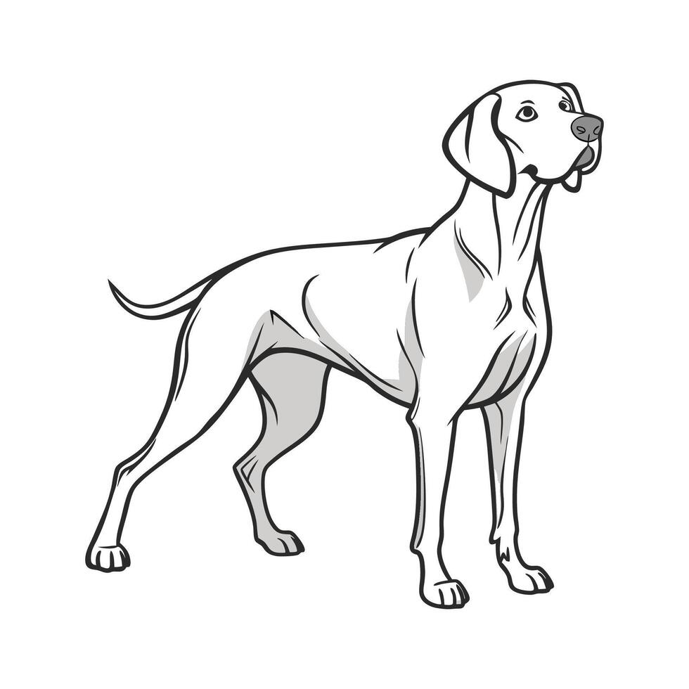 Beautiful Weimaraner Dog in Nature vector