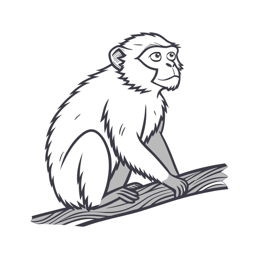 Charming Barbary Macaque on White vector