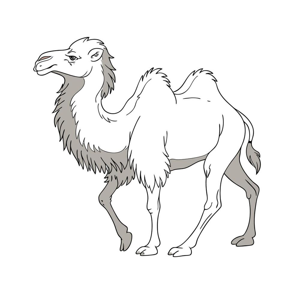 Majestic Bactrian Camel on White vector