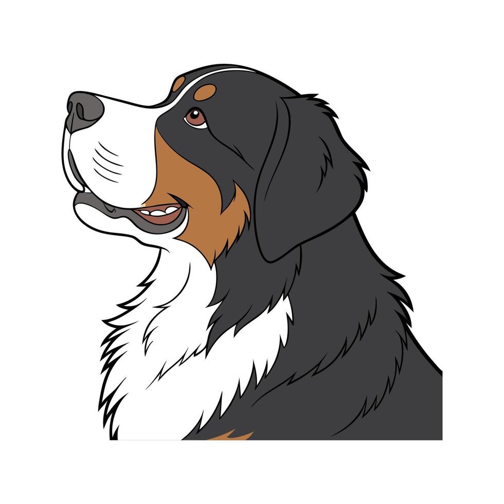 Charming Bernese Mountain Dog on White vector