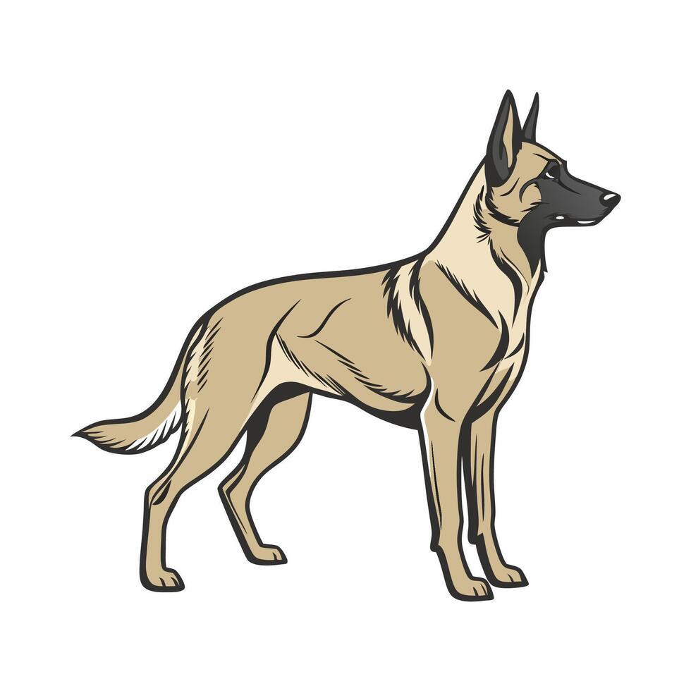 Lovely Belgian Malinois on Clean White vector