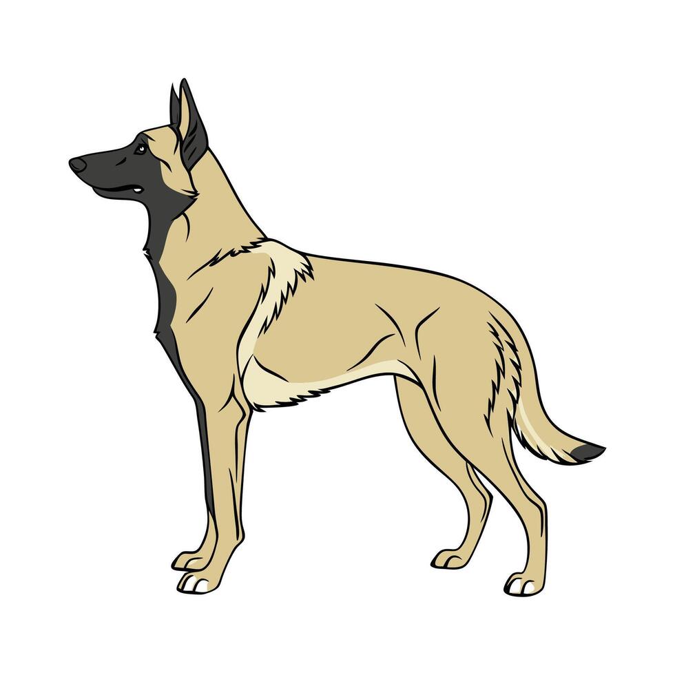 Exquisite Belgian Malinois on White vector