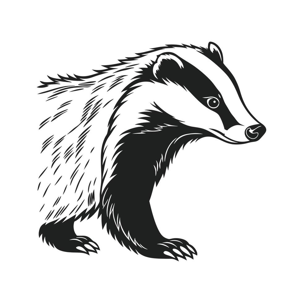 Lovely European Badger on Clean White vector