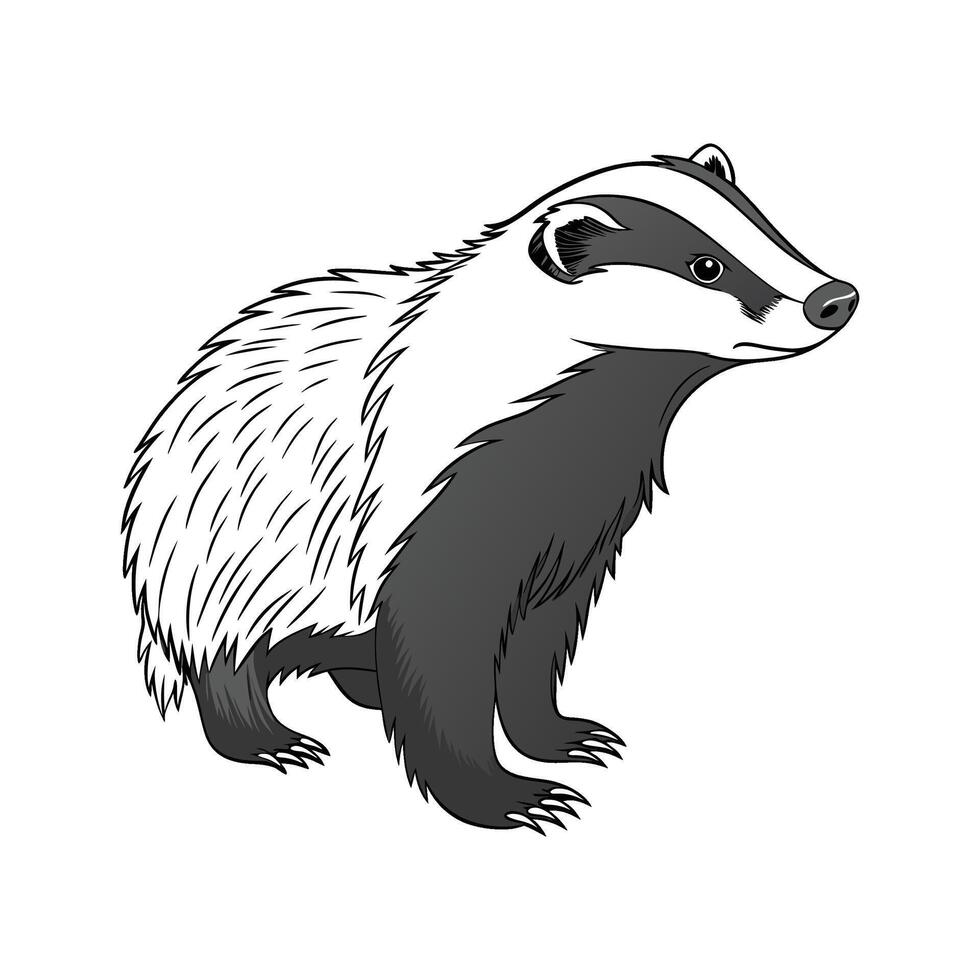 Charming European Badger in Nature vector