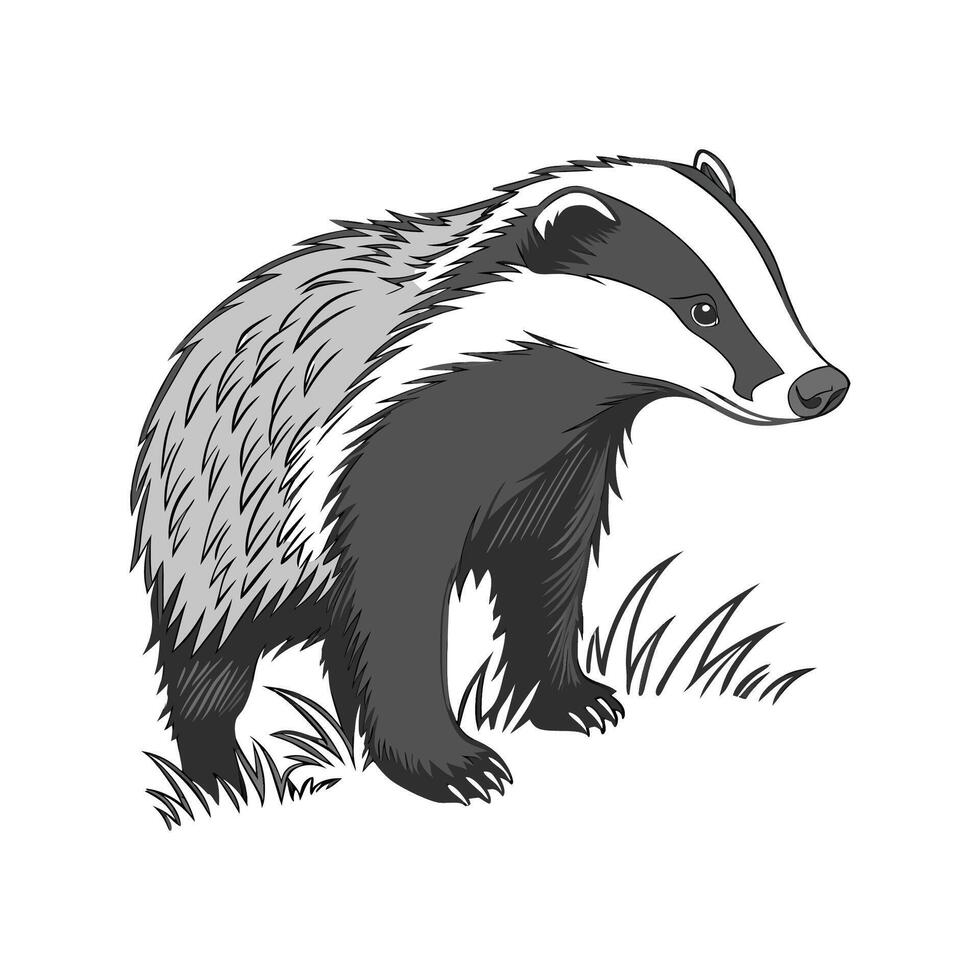 Exquisite European Badger on White vector