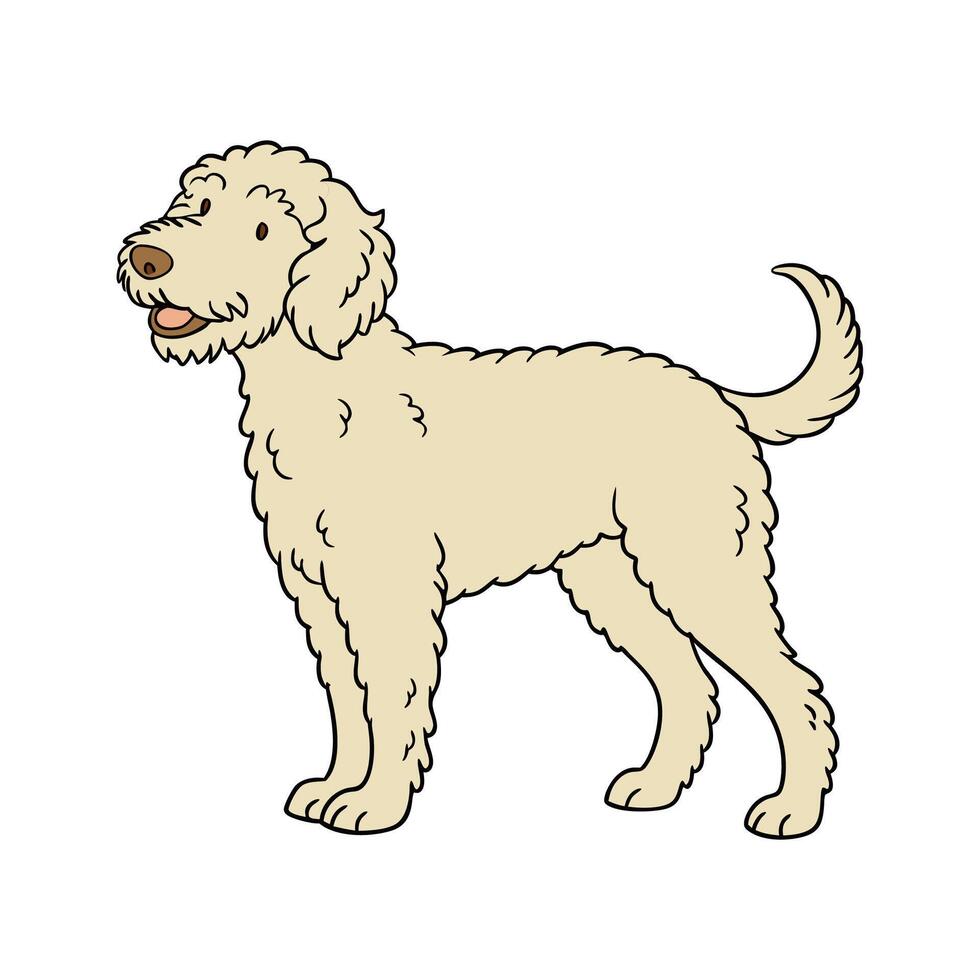 Lovely Lagotto Romagnolo on Clean White vector