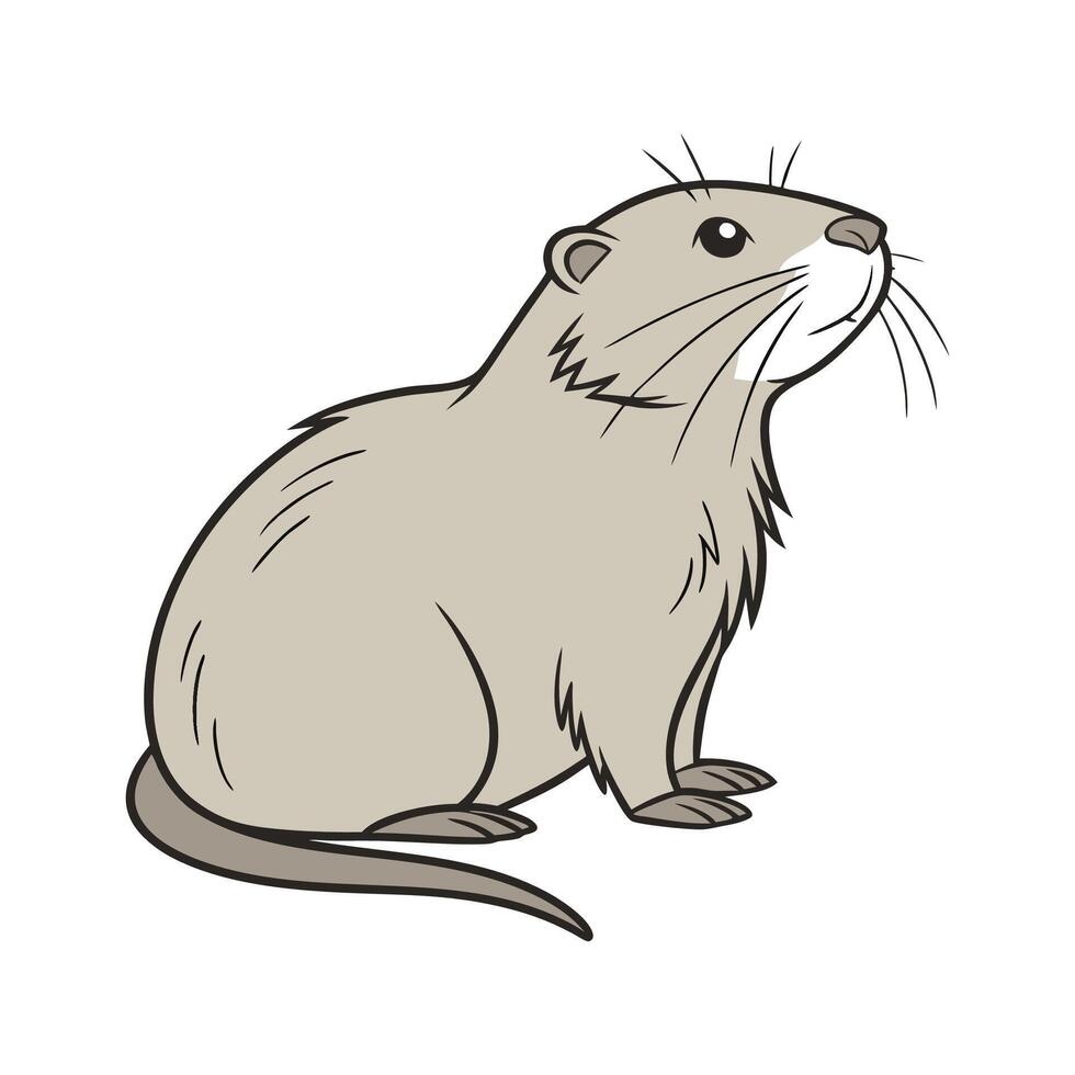 Beautiful Nutria on Clean White vector