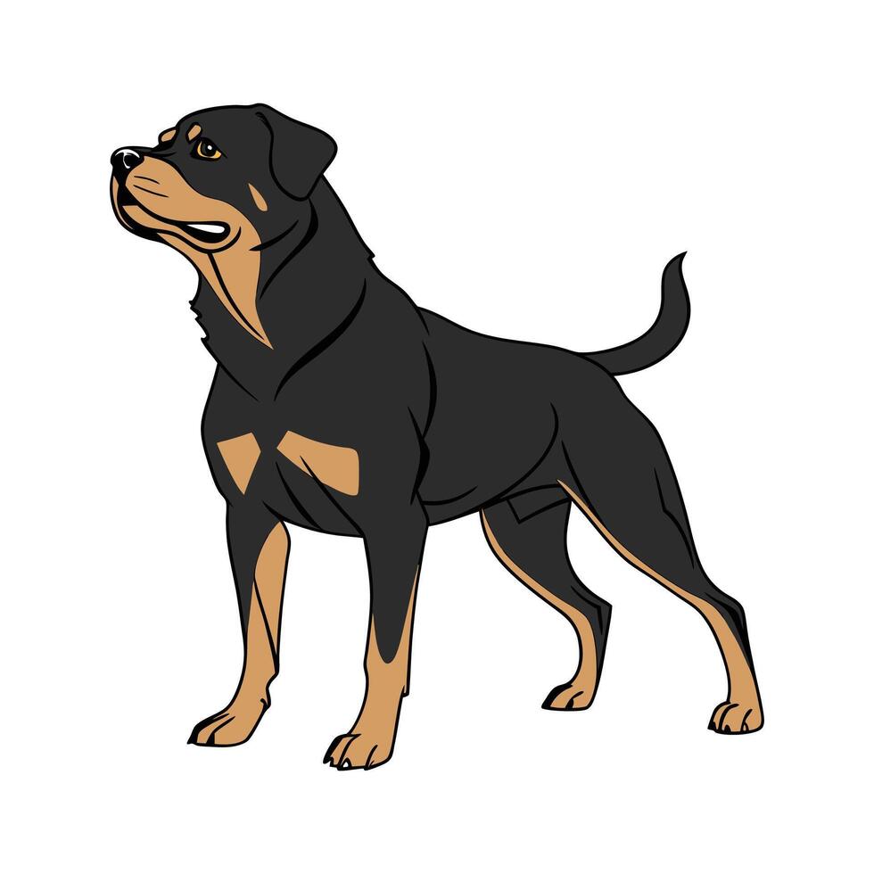 Exquisite Rottweiler on Clean White vector