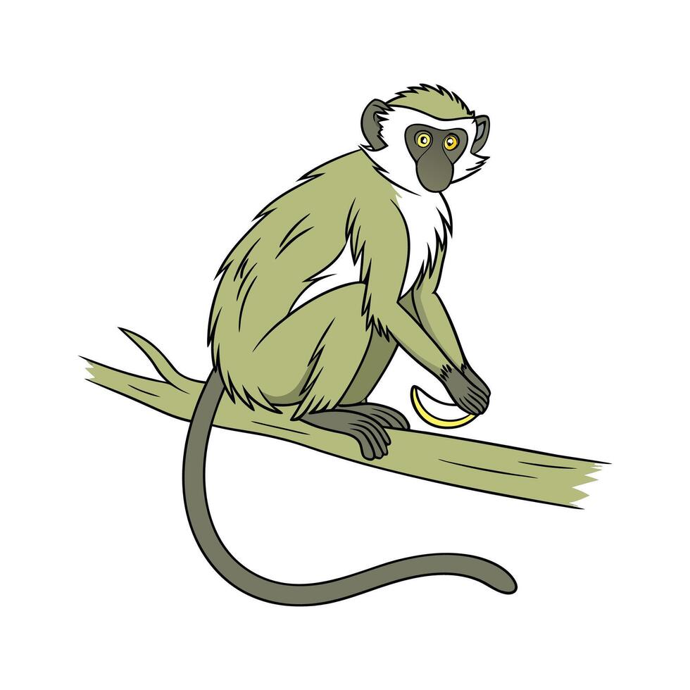 Charming Vervet Monkey on White vector