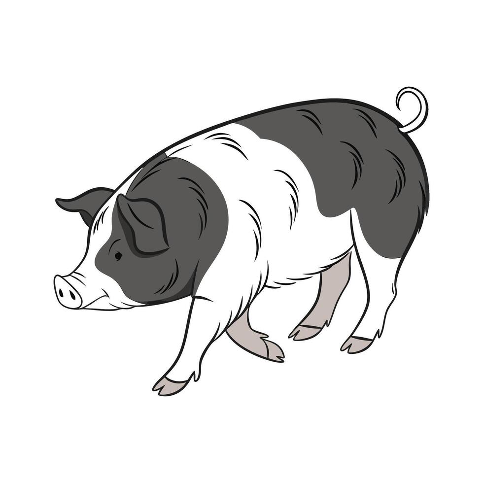 Lovely Berkshire Pig Illustration vector