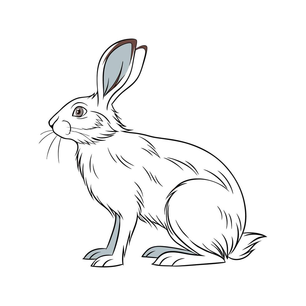Charming Beveren Rabbit Illustration vector