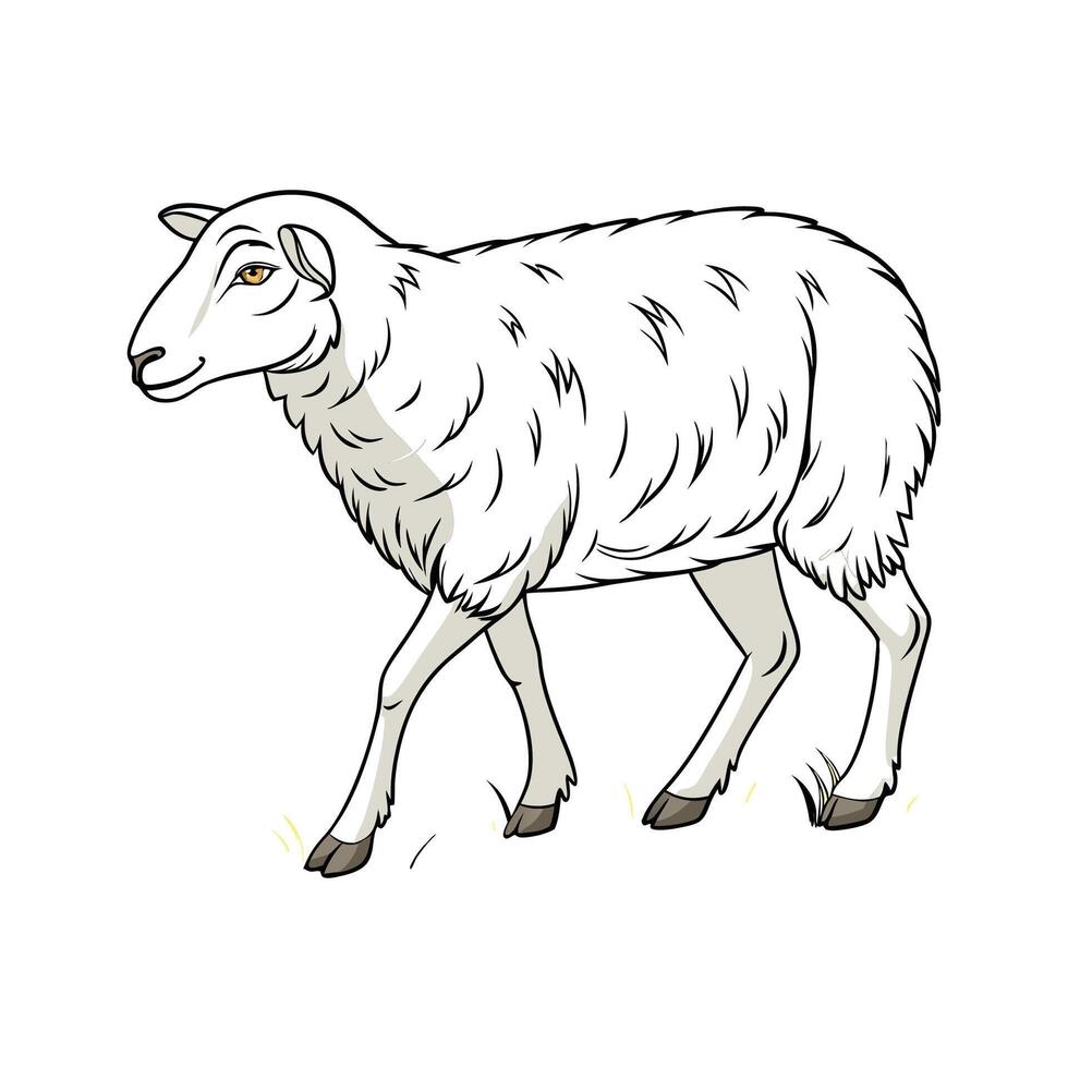 Lovely Katahdin Sheep Illustration vector