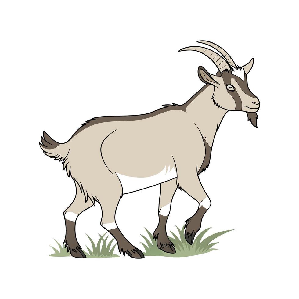 Charming Kiko Goat Illustration vector