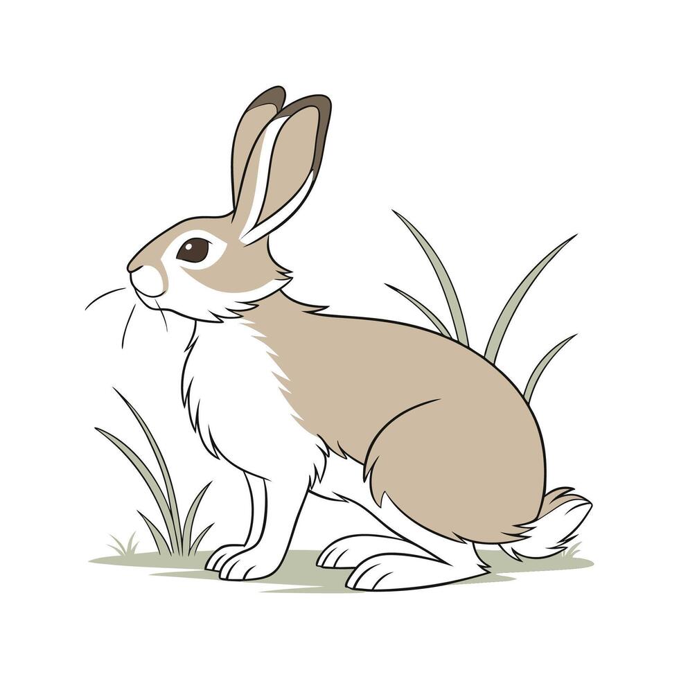 Beautiful New Zealand Rabbit on Clean White vector